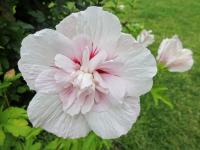 Ibišek syrský 'China Chiffon' (Hibiscus syriacus)