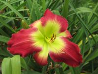 Denivka 'Green Spill' (Hemerocallis)