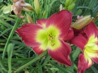 Denivka 'Green Spill' (Hemerocallis)