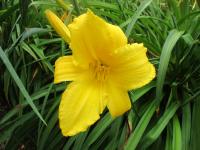 Denivka 'Mary Todd' (Hemerocallis)