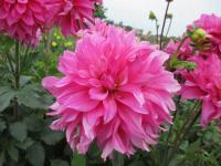 Jiřinka 'Lizz Baaij' - Dekorační jiřinky (Dahlia)
