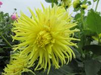 Jiřinka 'Kennemerland' - Semikaktusovité jiřinky (Dahlia)