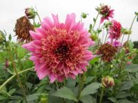 Jiřinka 'Mambo' - Anemonkovité jiřinky (Dahlia)