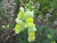 Hledík větší 'Ribaro Yellow' (Antirrhinum majus)
