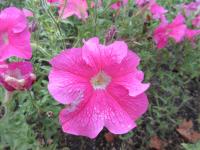 Petúnie 'Přátelství' (Petunia x hybrida)