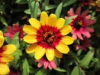 Ostálka sličná 'Profusion Red Yellow Bicolor' (Zinnia elegans)