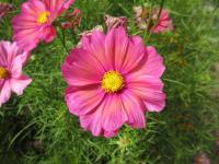 Krásenka zpeřená 'Xsenia' (Cosmos bipinnatus)