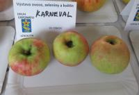 Jabloň domácí 'Karneval' (Malus domestica)