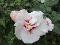 Ibišek syrský 'China Chiffon' (Hibiscus syriacus)