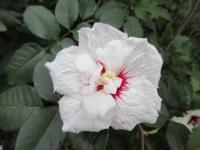 Ibišek syrský 'China Chiffon' (Hibiscus syriacus)