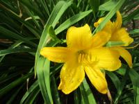 Denivka 'JS Gayner' (Hemerocallis)