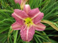 Denivka 'Little Fellow' (Hemerocallis)