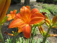 Denivka 'Paprika Velvet' (Hemerocallis)
