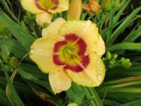 Denivka 'Custard Candy' (Hemerocallis)