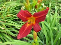 Denivka 'The Doctor' (Hemerocallis)