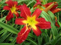 Denivka 'Spider Man' (Hemerocallis)