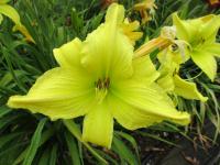 Denivka 'Hassie Garren' (Hemerocallis)