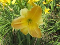 Denivka 'Indian Moccasins' (Hemerocallis)