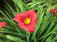 Denivka 'Little Gypsy Ruby' (Hemerocallis)