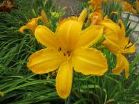 Denivka 'Cartwheels' (Hemerocallis)