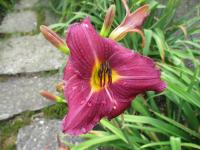 Denivka 'Fox Grape' (Hemerocallis)