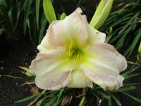 Denivka 'Abiding Goddess' (Hemerocallis)