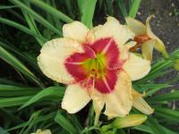 Denivka 'Todd Monroe' (Hemerocallis)