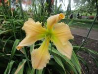 Denivka 'Golliwog' (Hemerocallis)