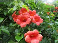 Křivouš kořenující (Campsis radicans)