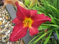 Denivka 'Bourbon Kings' (Hemerocallis)