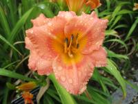 Denivka 'Siloam Little Girl' (Hemerocallis)