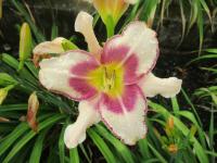 Denivka 'Chicago Picotee Memories' (Hemerocallis)