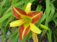 Denivka 'Russell's Minuet' (Hemerocallis)