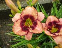 Denivka 'Daring Deception' (Hemerocallis)