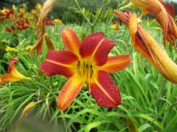 Denivka 'Tahitian Isle' (Hemerocallis)