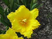 Tulipán 'Aftersun' - Třepenité tulipány (Tulipa)