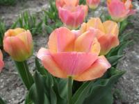Tulipán 'Kunyun' - Jednoduché pozdní tulipány (Tulipa)
