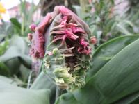 Tulipán 'Parrot Prince' (Tulipa)