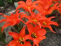 Tulipán Fosterův 'Rigas Barikades' - Fosteriana tulipány (Tulipa fosteriana)