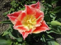 Tulipán 'Bell Song' - Třepenité tulipány (Tulipa)