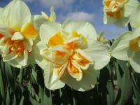 Narcis 'Peach Swirl' - Plnokvěté narcisy (Narcissus)
