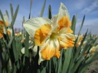 Narcis 'Ruffled Beauty' - Collar narcisy (Narcissus)