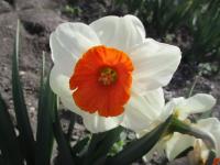 Narcis 'Amadeus' - Velkokorunné narcisy (Narcissus)