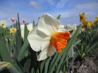 Narcis 'Amadeus' - Velkokorunné narcisy (Narcissus)