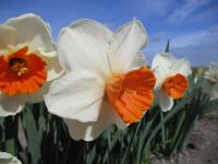 Narcis 'Amadeus' - Velkokorunné narcisy (Narcissus)