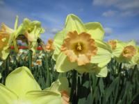 Narcis 'Ruby Shu' - Velkokorunné narcisy (Narcissus)