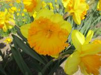 Narcis 'Ferris Wheel' - Velkokorunné narcisy (Narcissus)