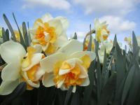 Narcis 'Golden Pearl' - Plnokvěté narcisy (Narcissus)