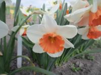 Narcis 'Granville Beauty' - Velkokorunné narcisy (Narcissus)