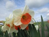 Narcis 'Granville Beauty' - Velkokorunné narcisy (Narcissus)